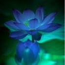 烟花_s7yq