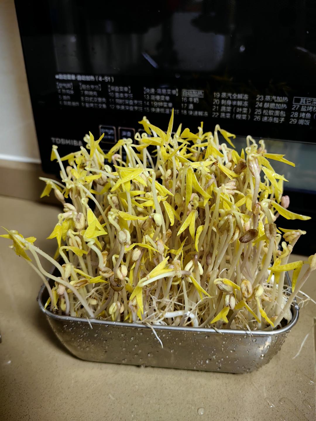 原来生绿豆芽这么简单，一个杯子就搞定，这方法太棒了