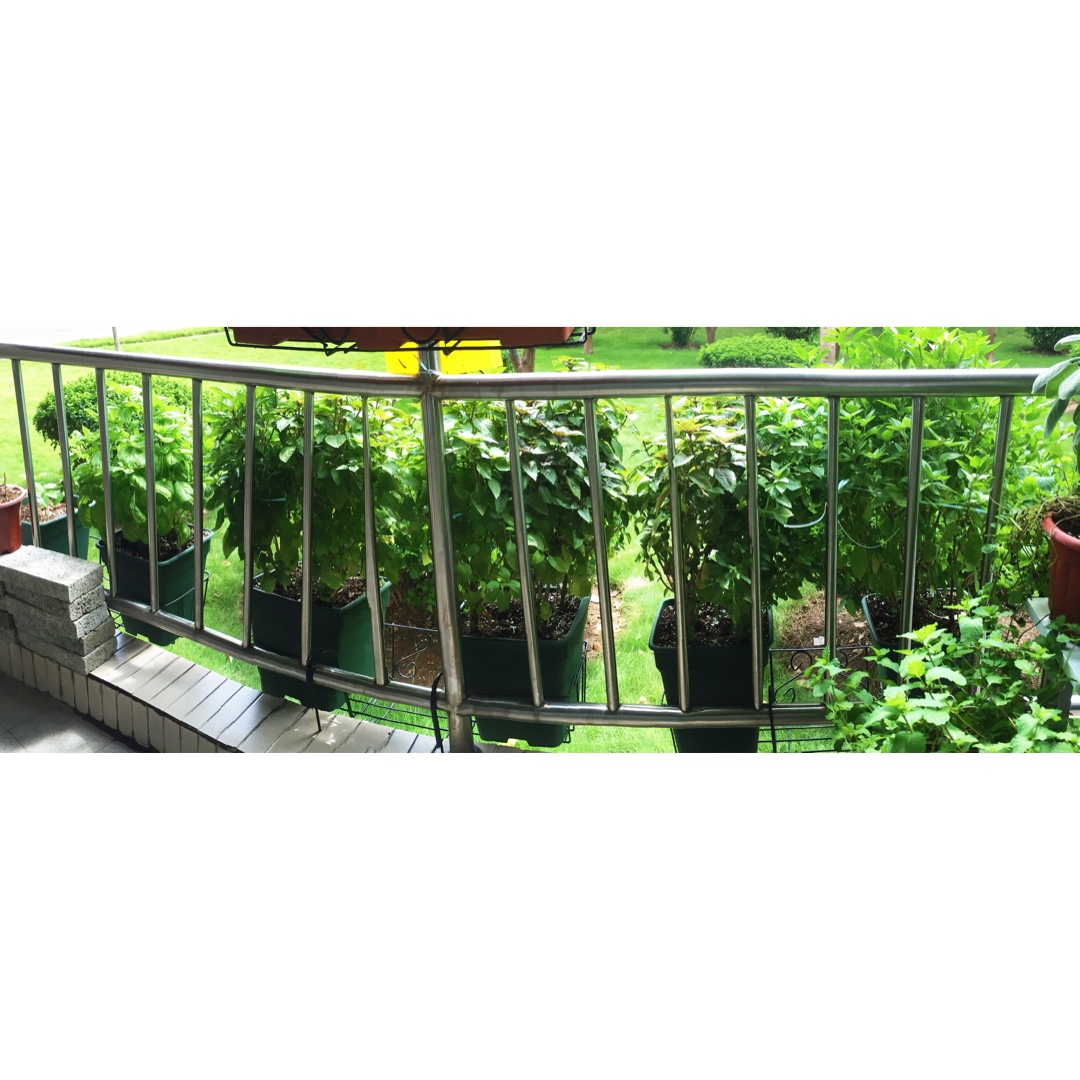 Lisa 香草種植記