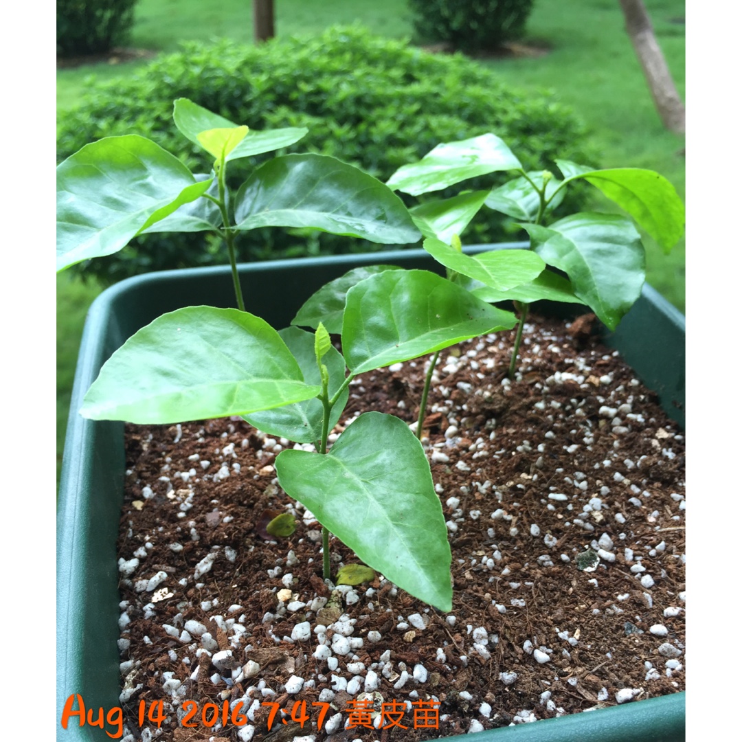 Lisa 香草種植記