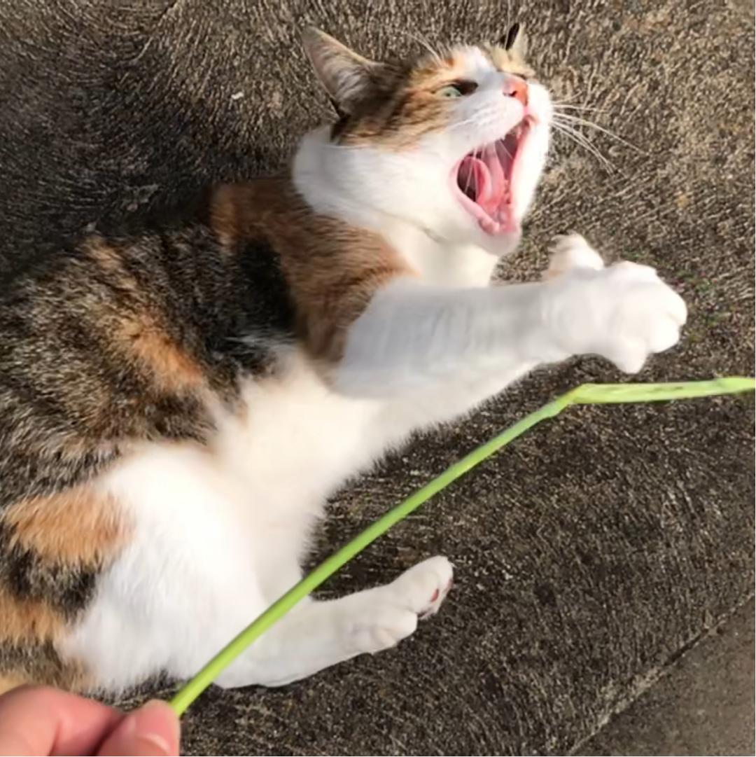 mmmomo