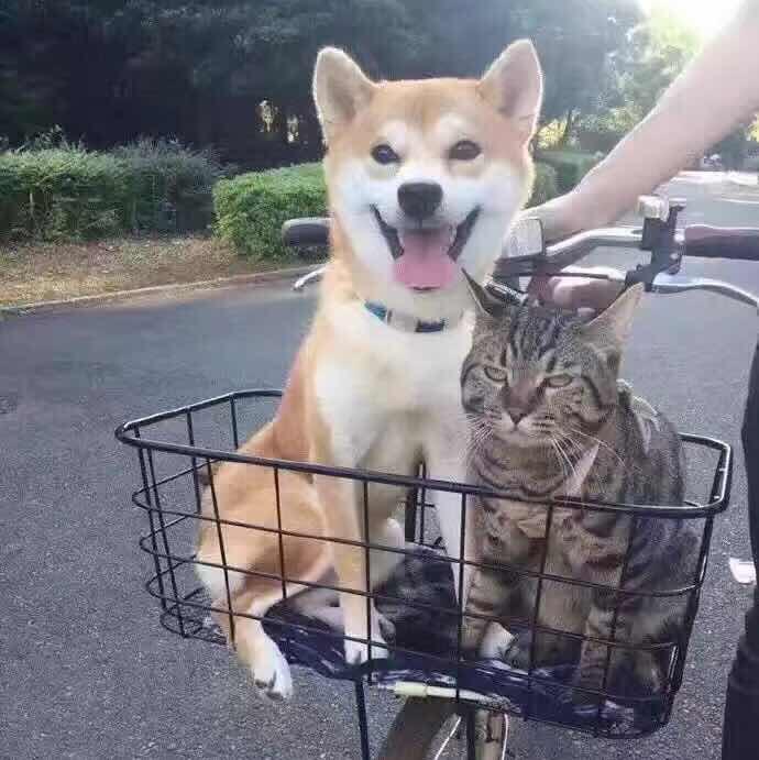 扎丘利