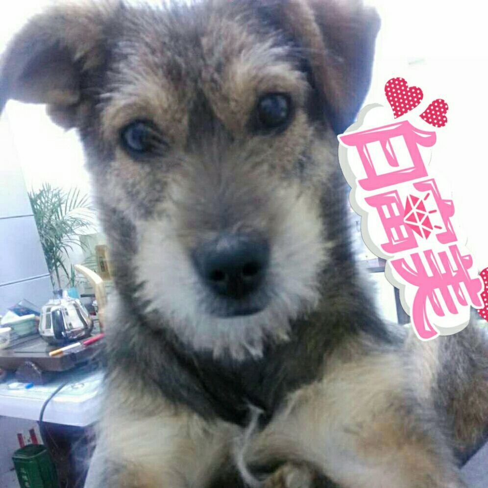 爱吃肉的哆啦A梦