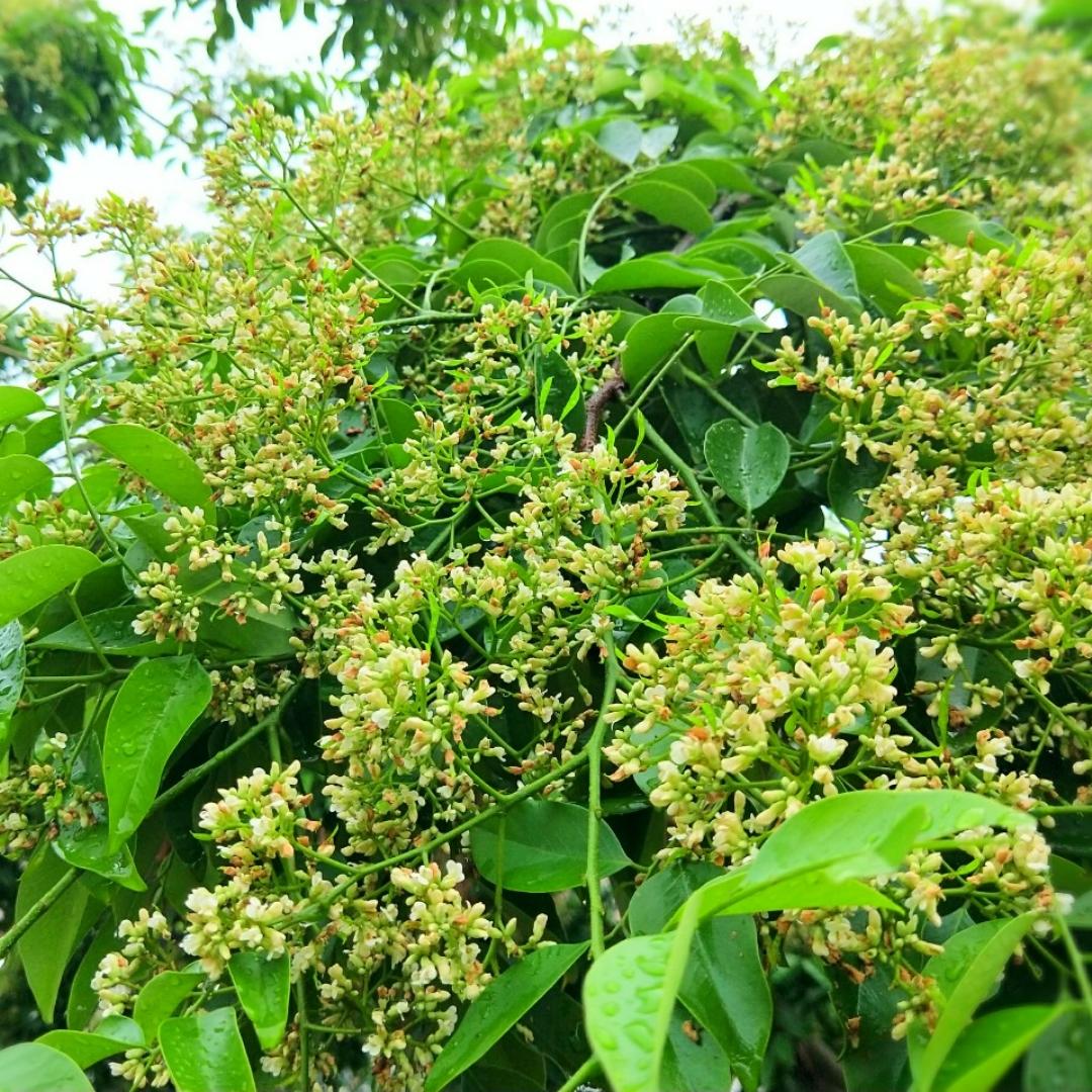那些花儿<记录篇>