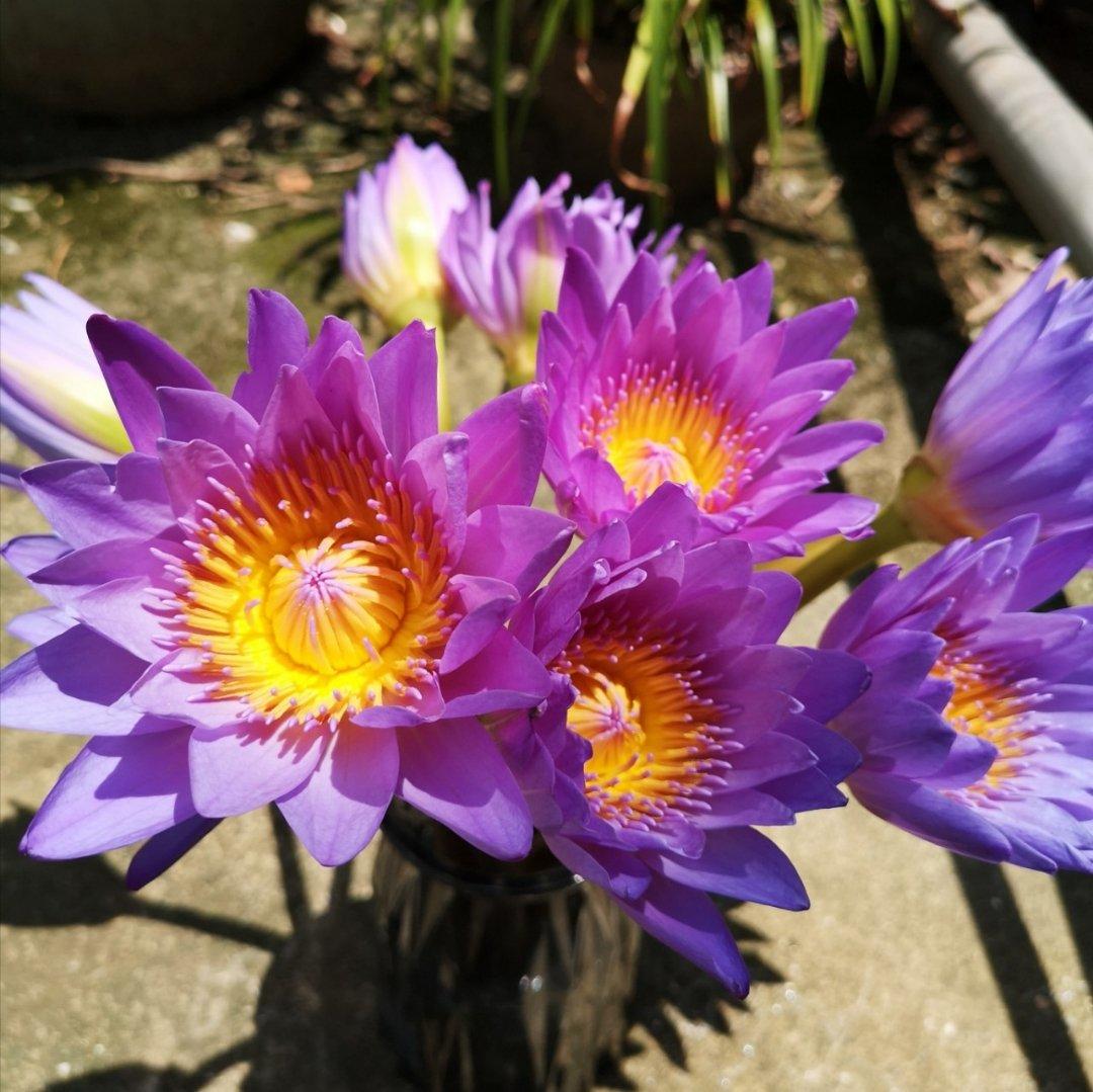 🌸烘焙日常🌸