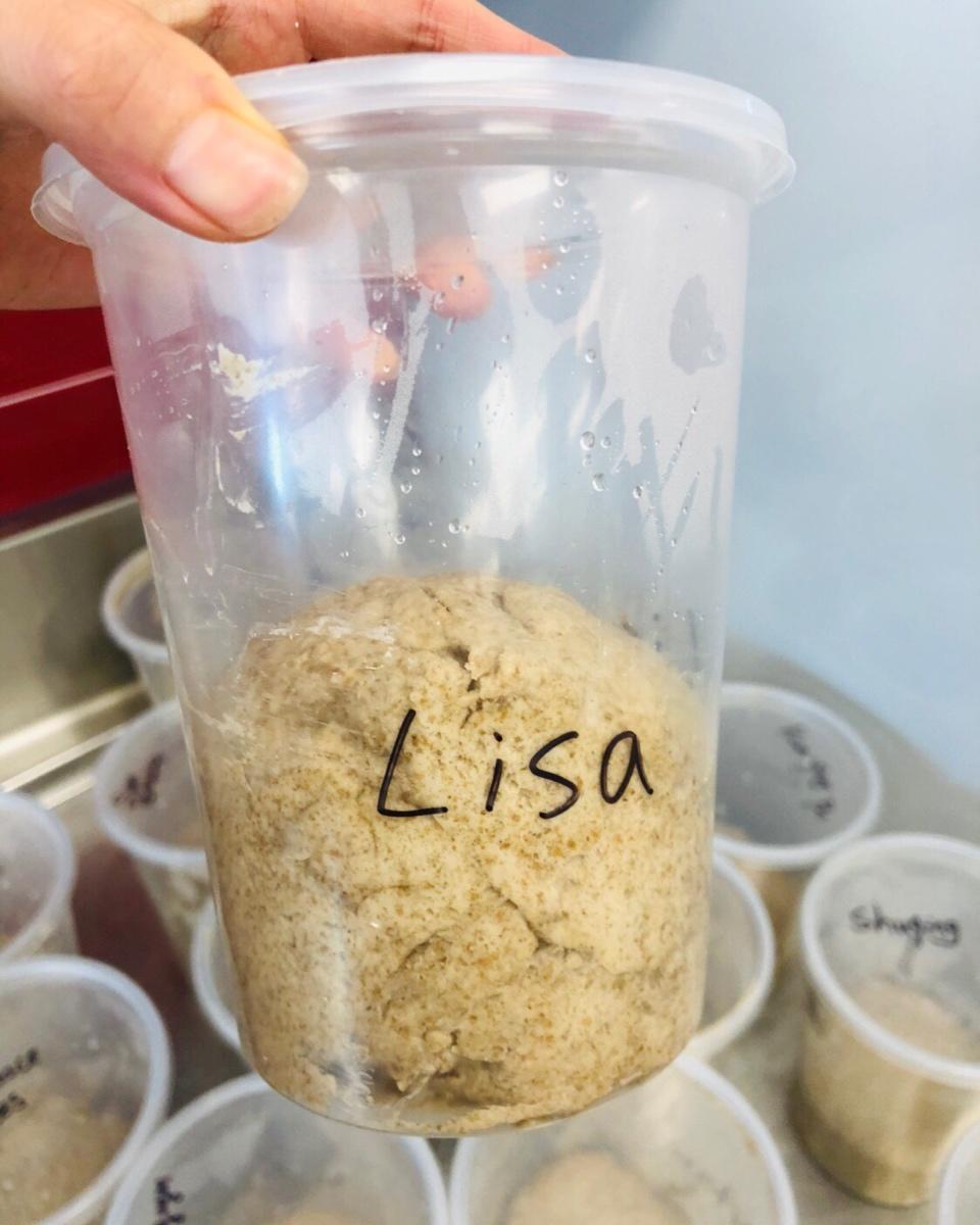 Basic sourdough starter 酸面团种