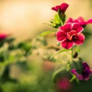 寻找心中的理想国