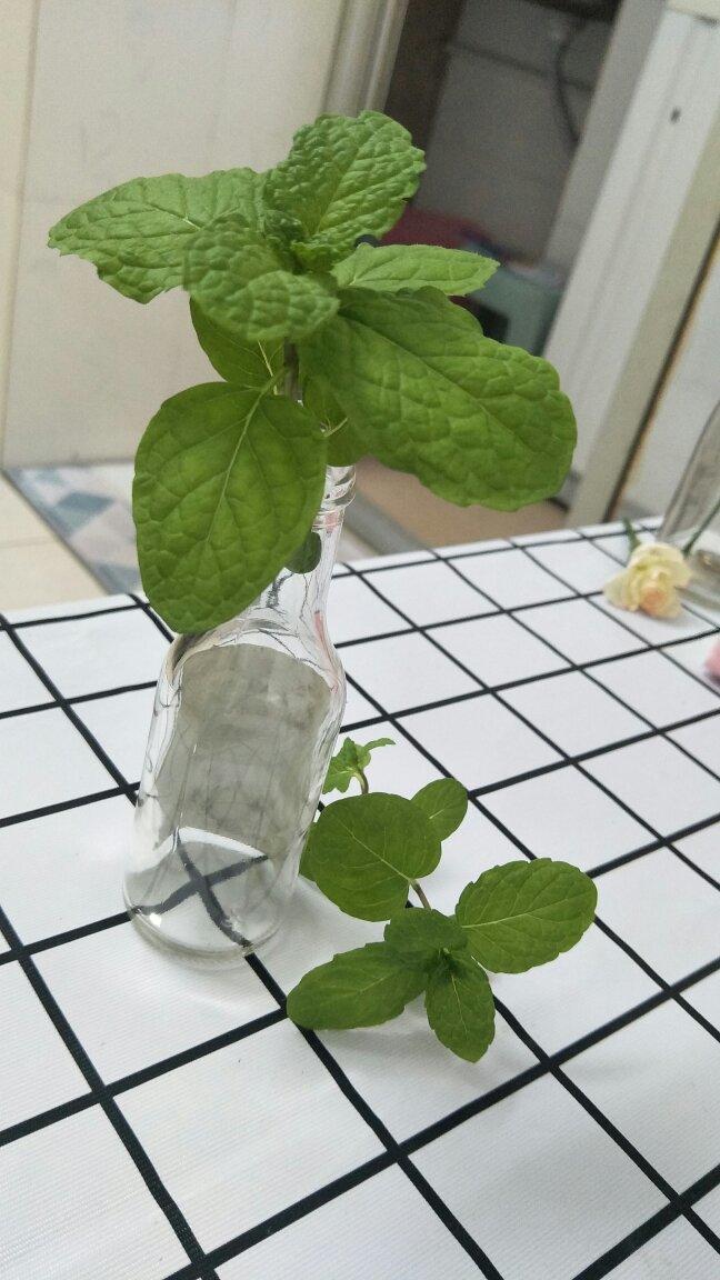 夏日の薄荷泡酒