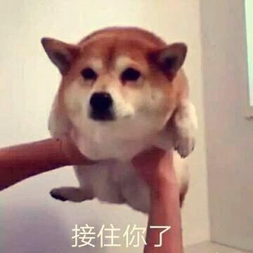 一只小胖狗