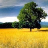 chengyayu03