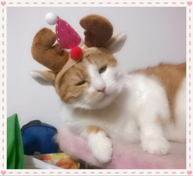 子猫早晨