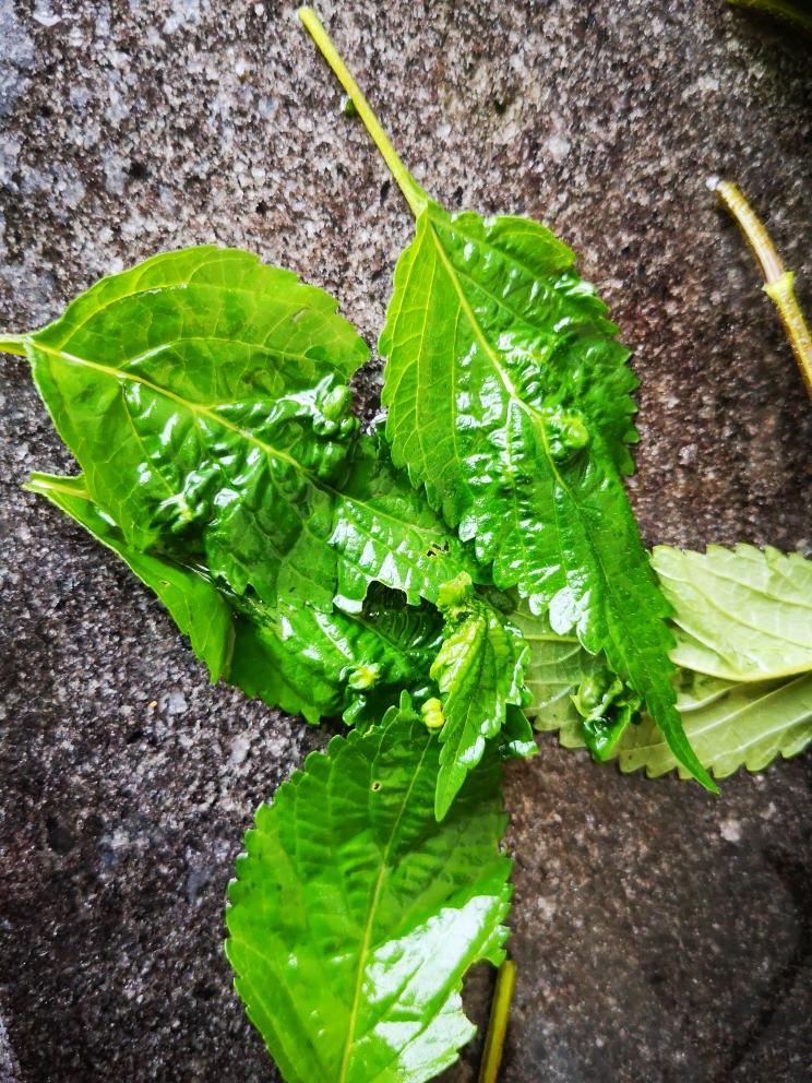 下饭神器—芭蒿酱的做法 步骤2