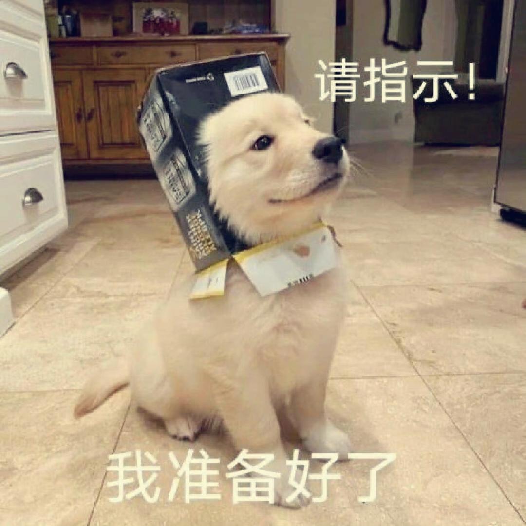 想成为大厨的汪汪