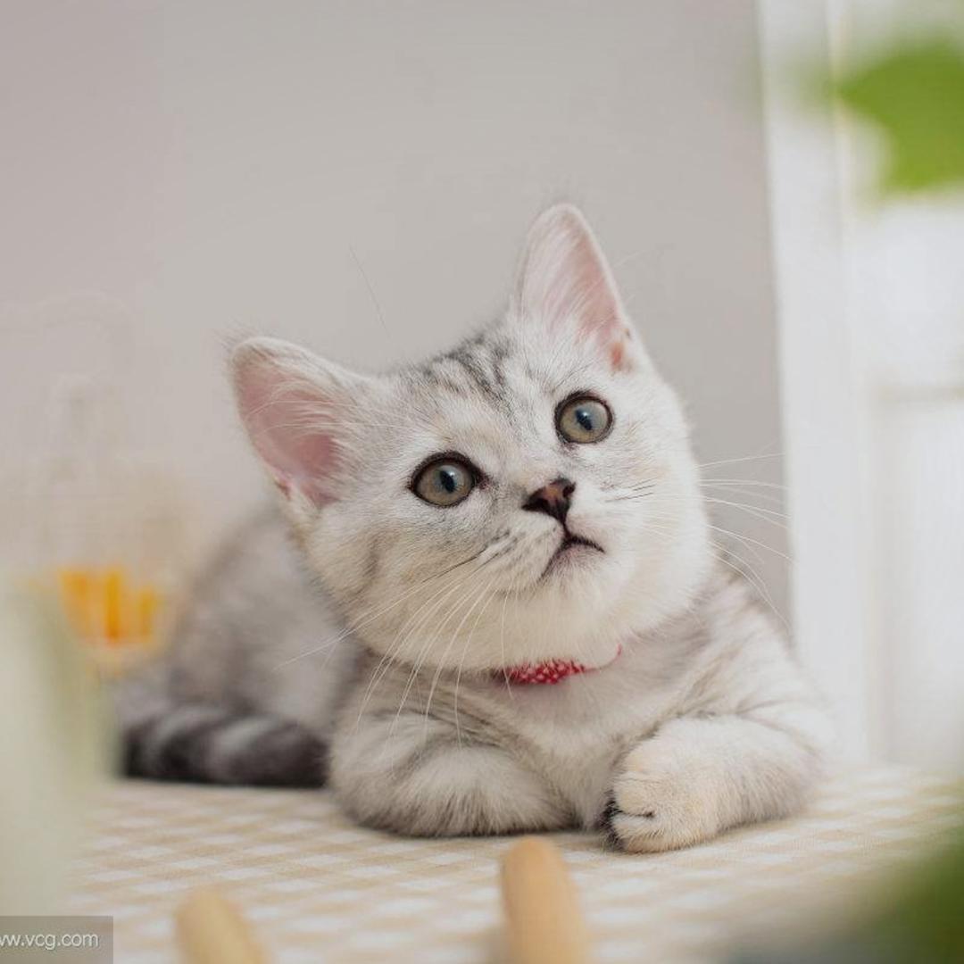 爱做美食的晓风残月