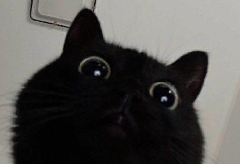 猫猫大人在此此此此