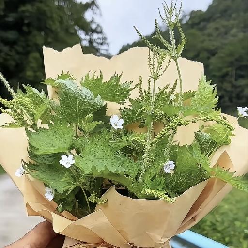 吃货川妹儿