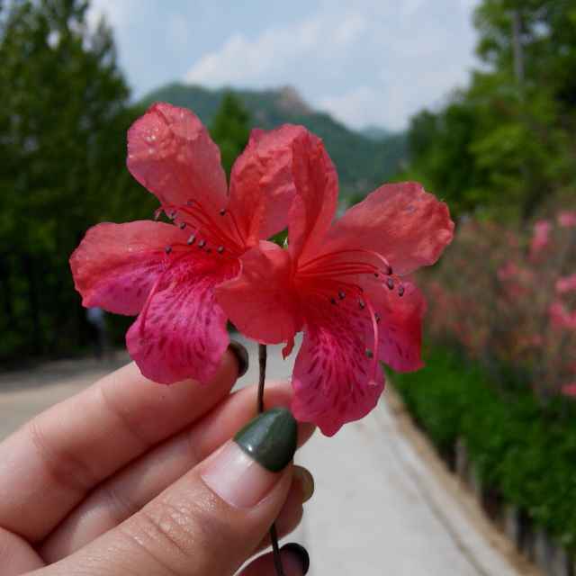 邙山远眺