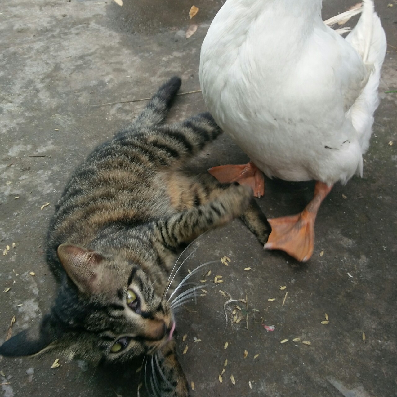 鸡肉蔬菜猫饭