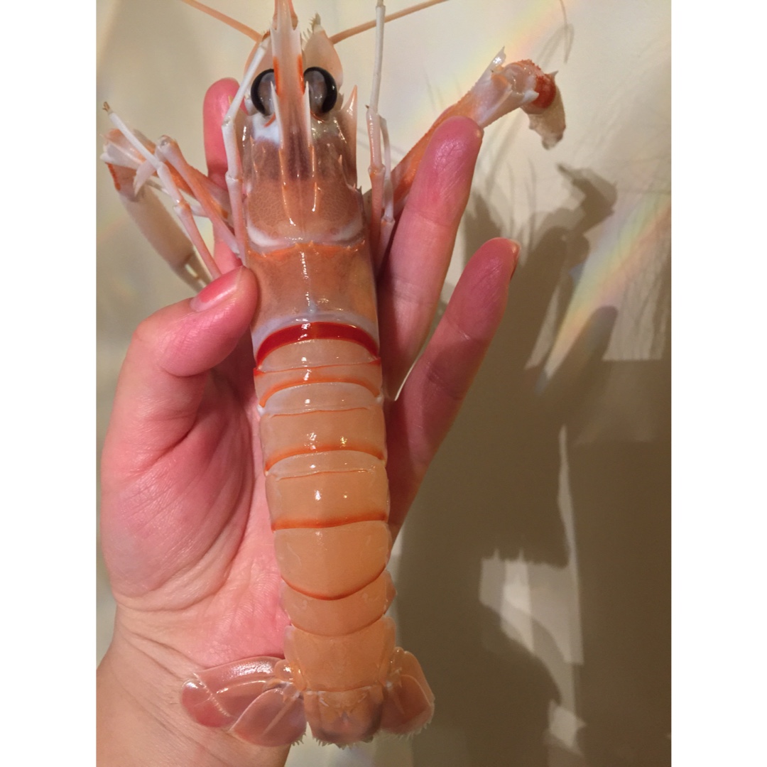 新西兰深海螯虾scampi 刺身