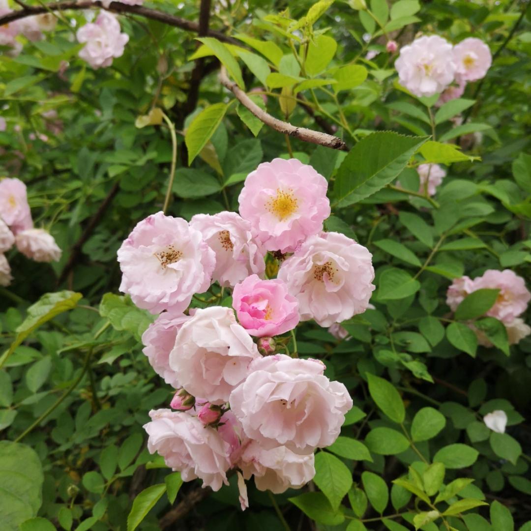 萱萱妈喜欢的菜