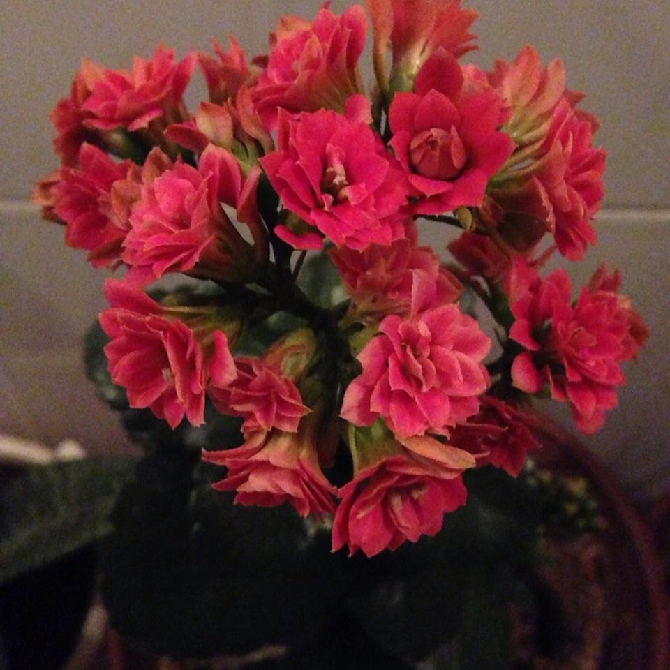 人鱼花