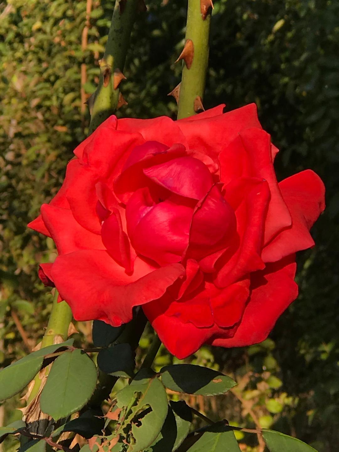 多种搭菜，一次可以做一个星期的量的做法