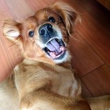 毛海鲜