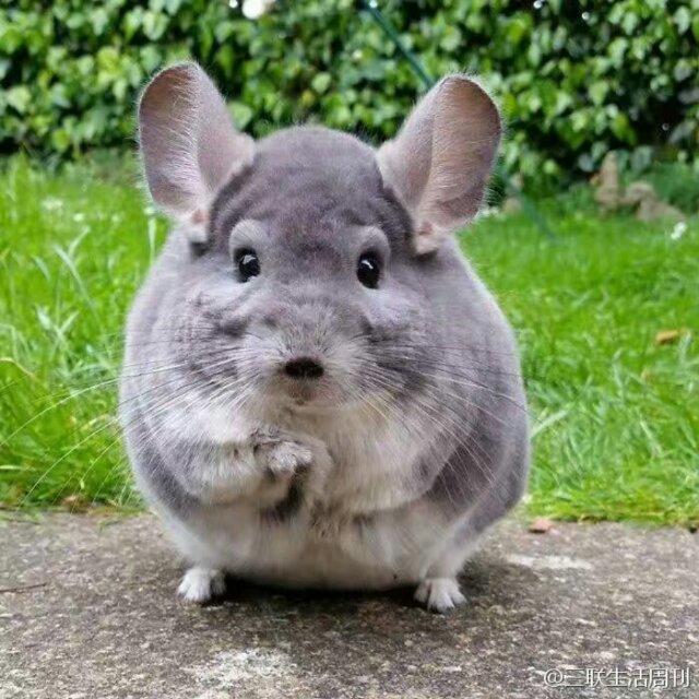 � � � 虫虫� �