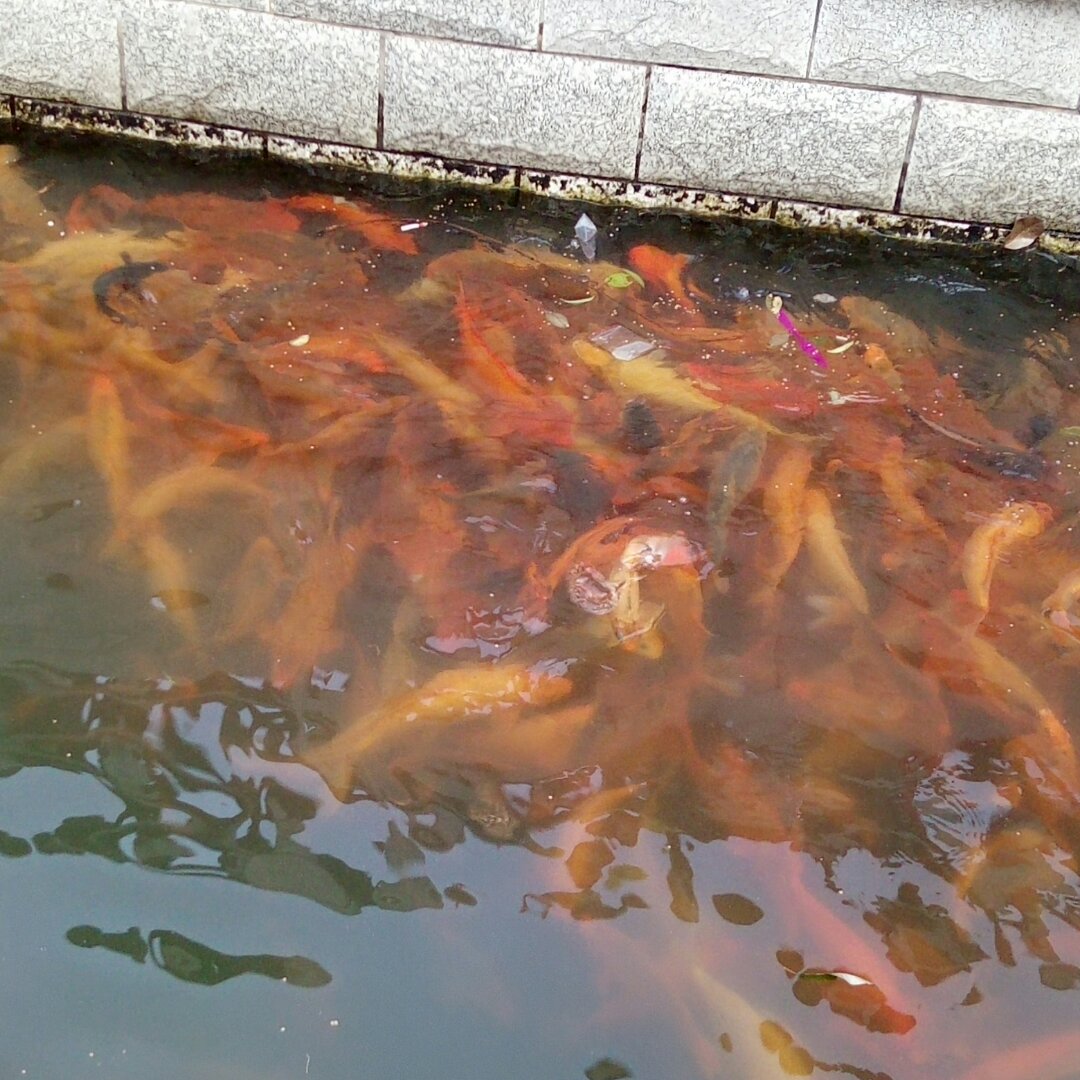 心淡如茶