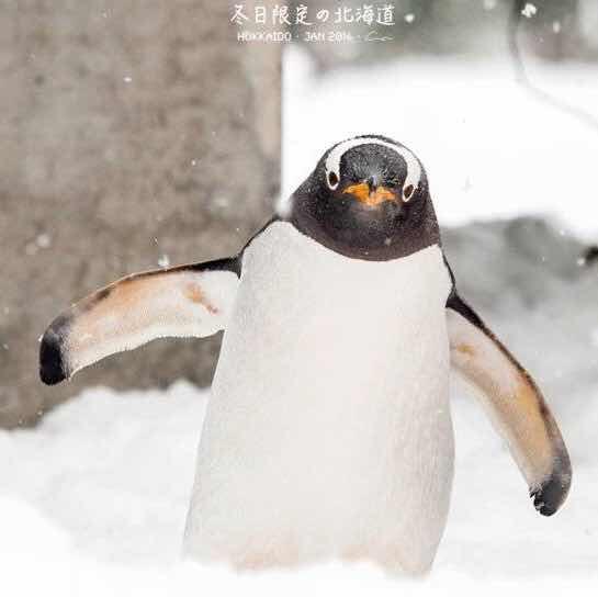 Sally酱