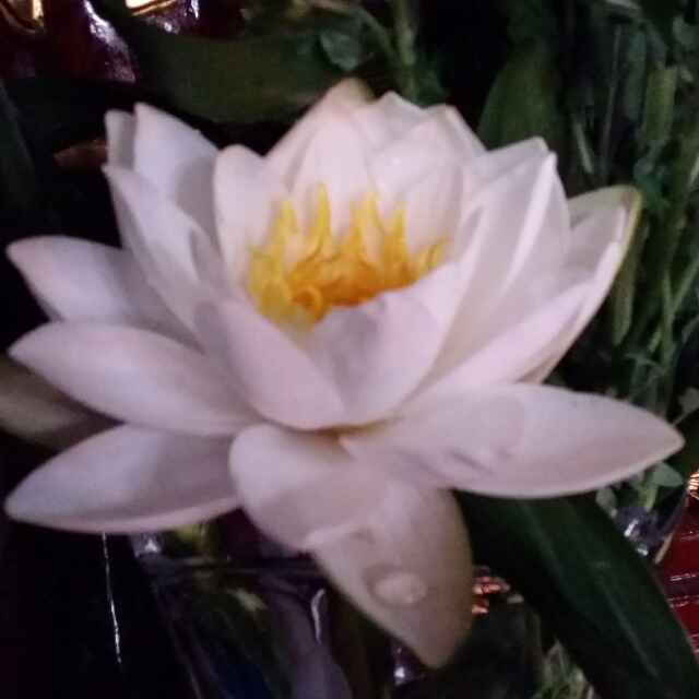 黑桃汤圆