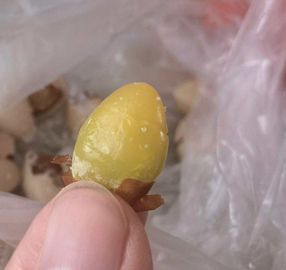 盐焗银杏