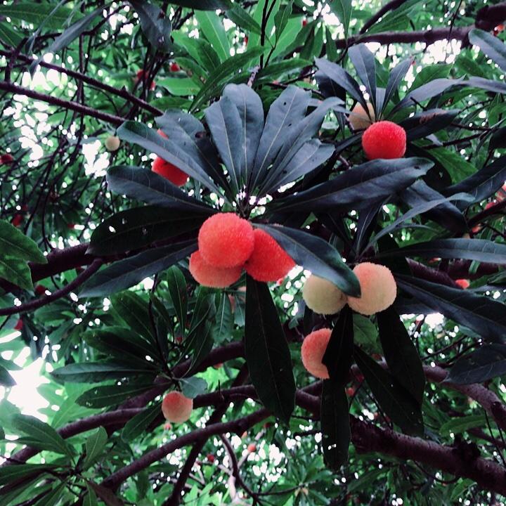 锦鲤鱼-1