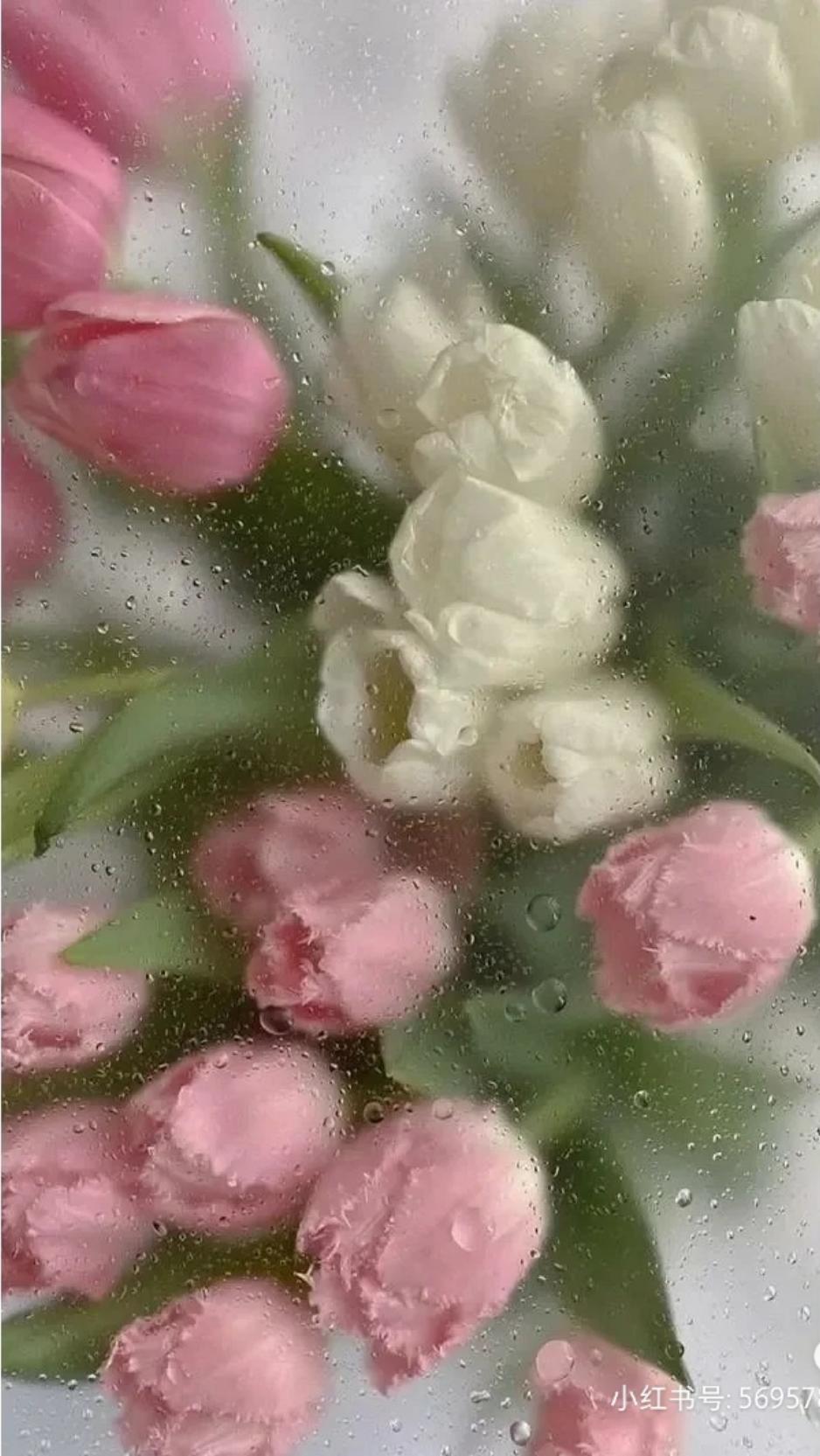 没有昵称Q