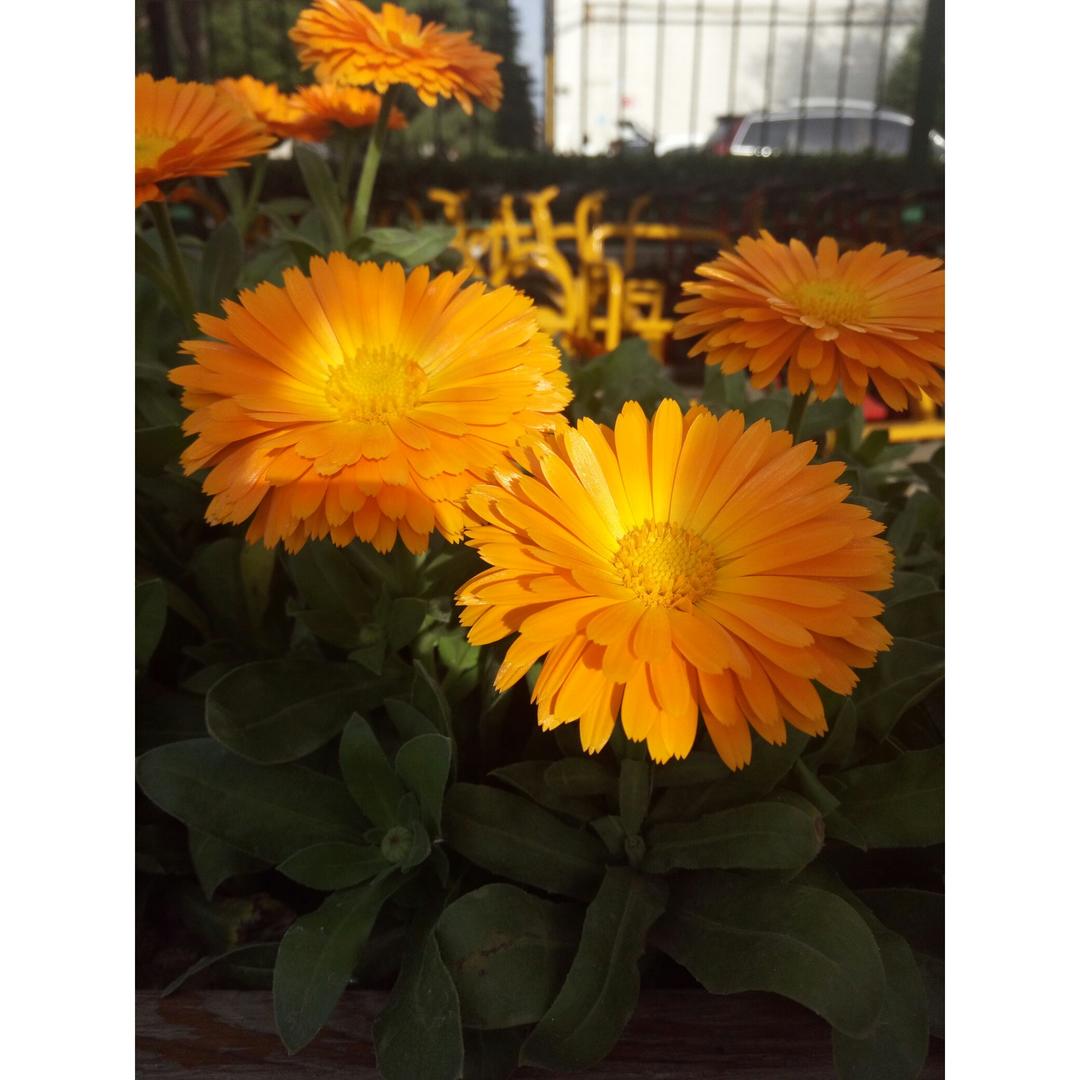 开花季