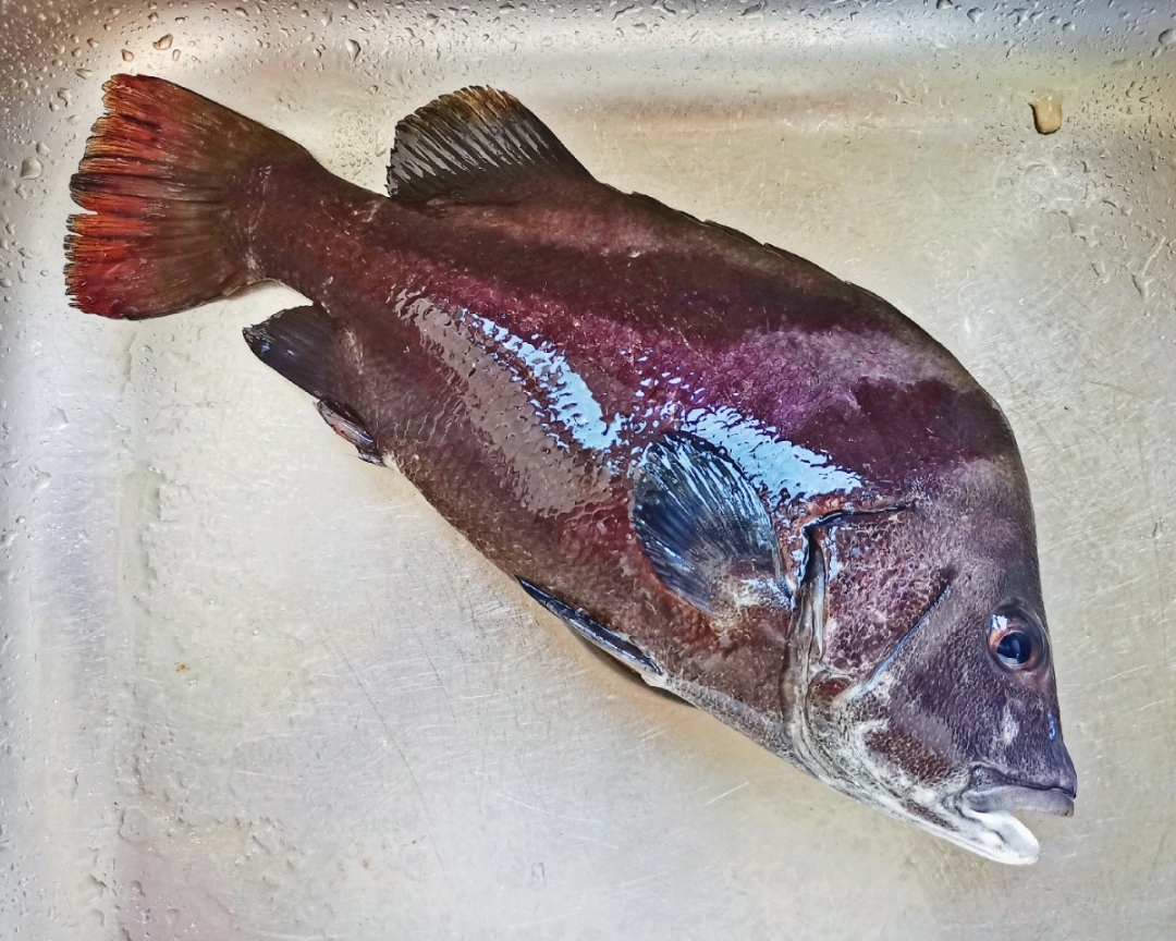 红烧包公鱼