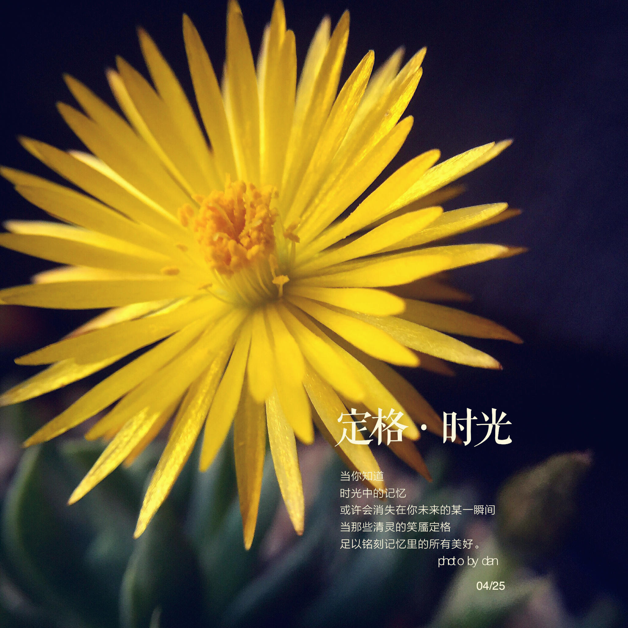 花，一辈子爱上你