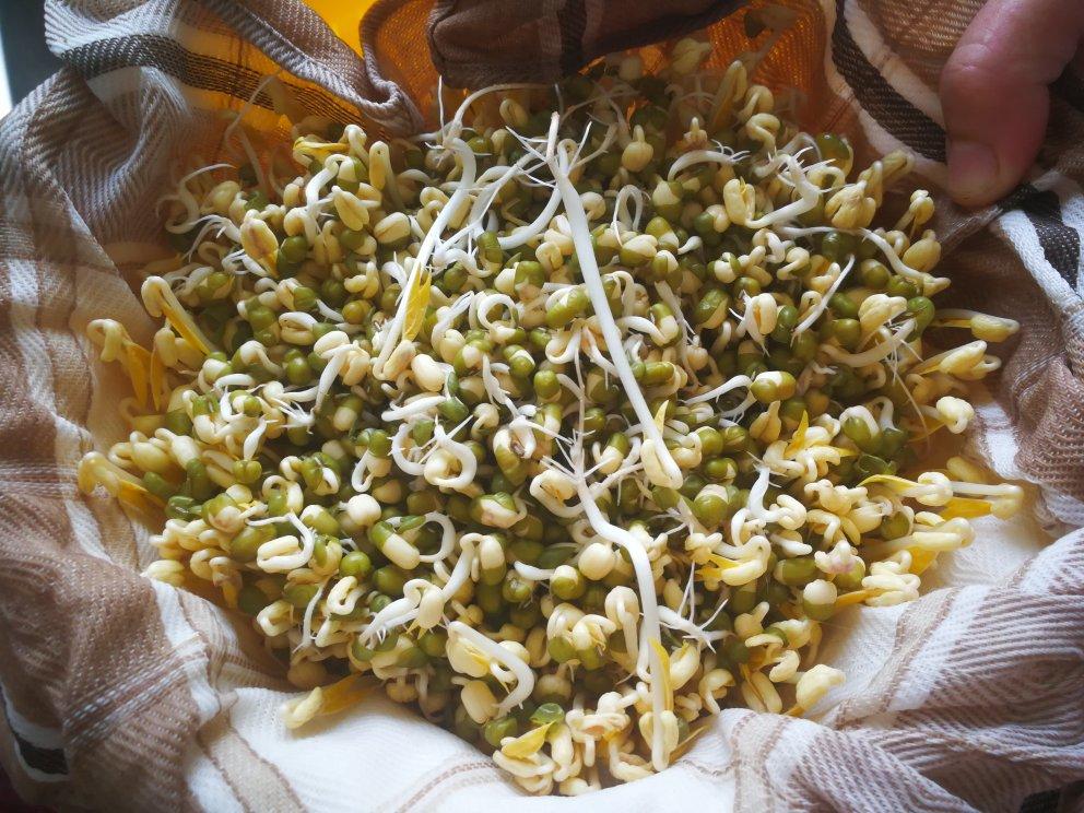 自己在家发豆芽