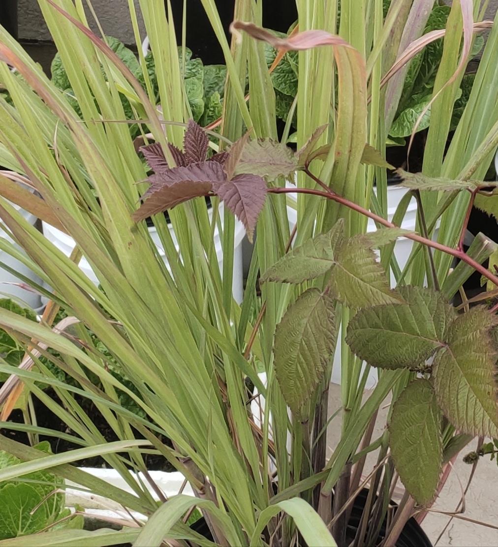 熊熊白白-无限循环的香茅/柠檬草的做法 步骤1