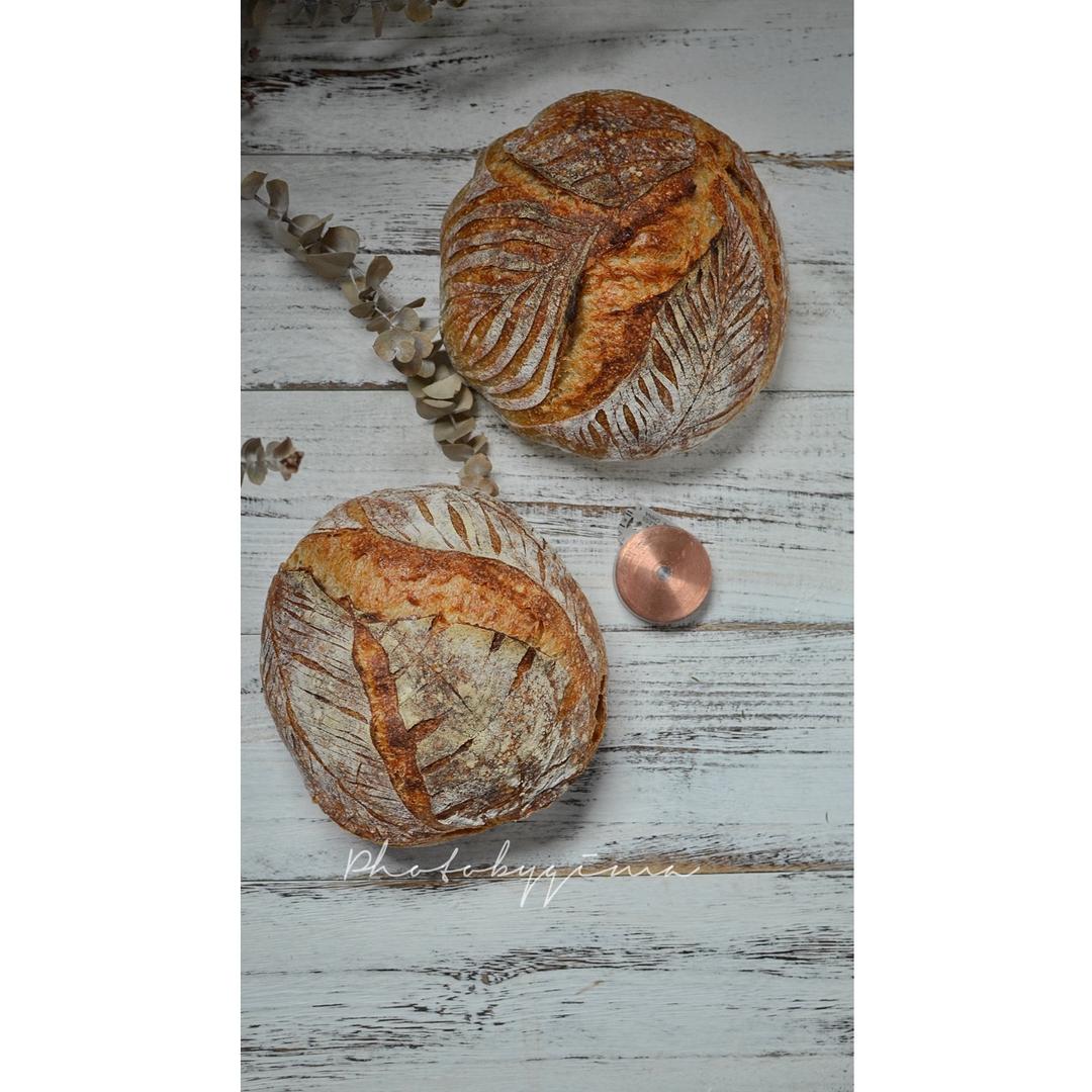 欧包割包视频教程-大龟背竹