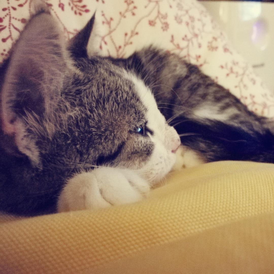 乔_伊伊