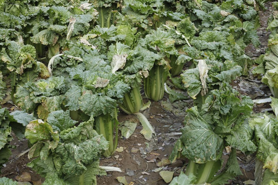 素炒白菜的做法的做法