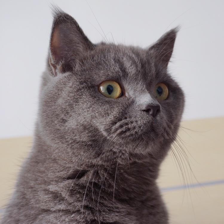 鞋猫夫人Nn