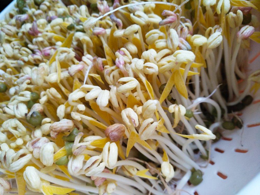 沥水篮发豆芽