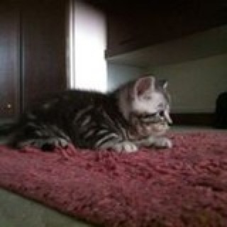 卡卡猪想养喵