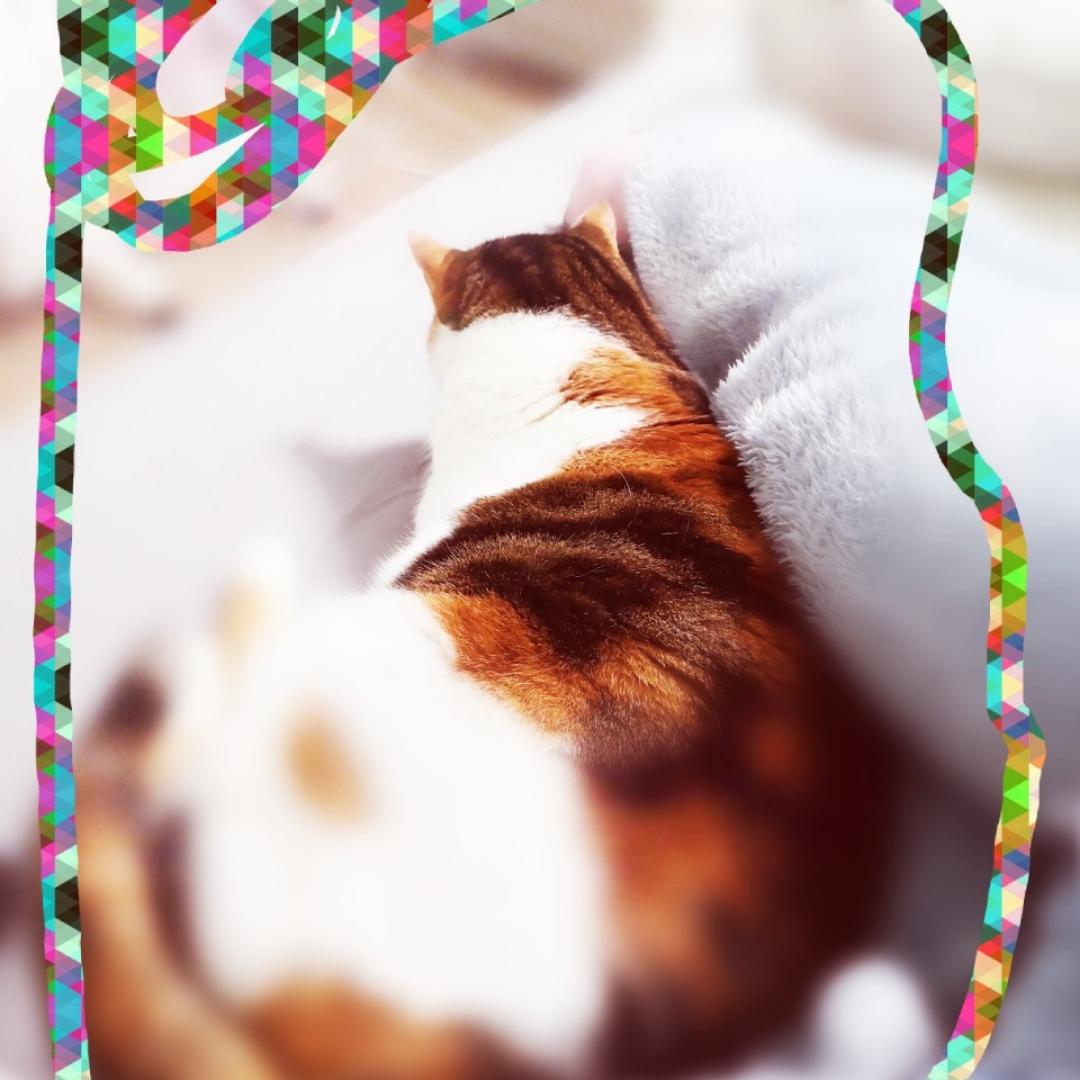 只做不吃系列人