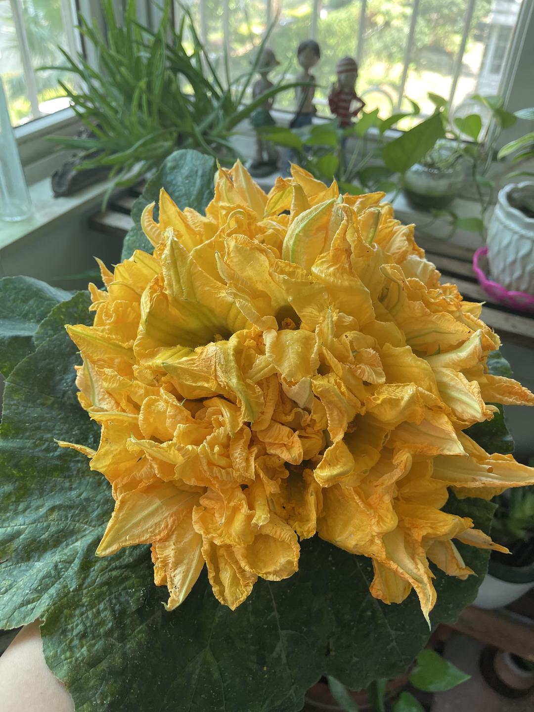 浪漫南瓜花酿的做法步骤图 怎么做好吃 金金小麦子 下厨房