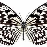 lookmywings