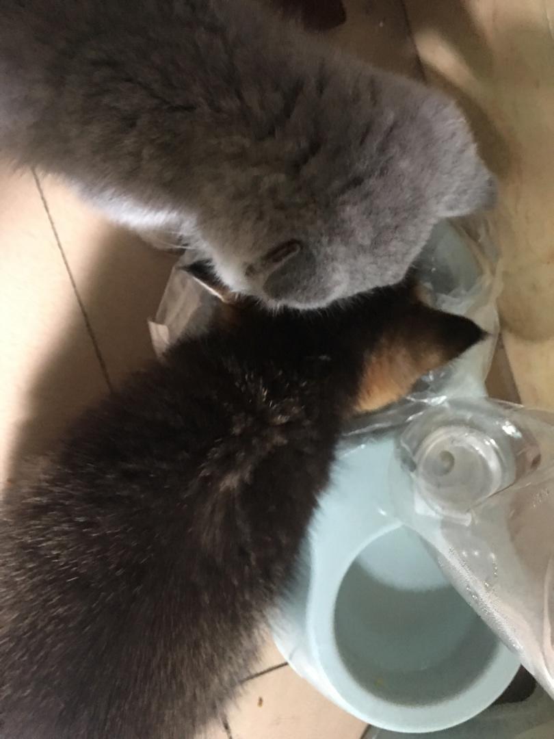 猫猫的饭💗（幼猫可以！）