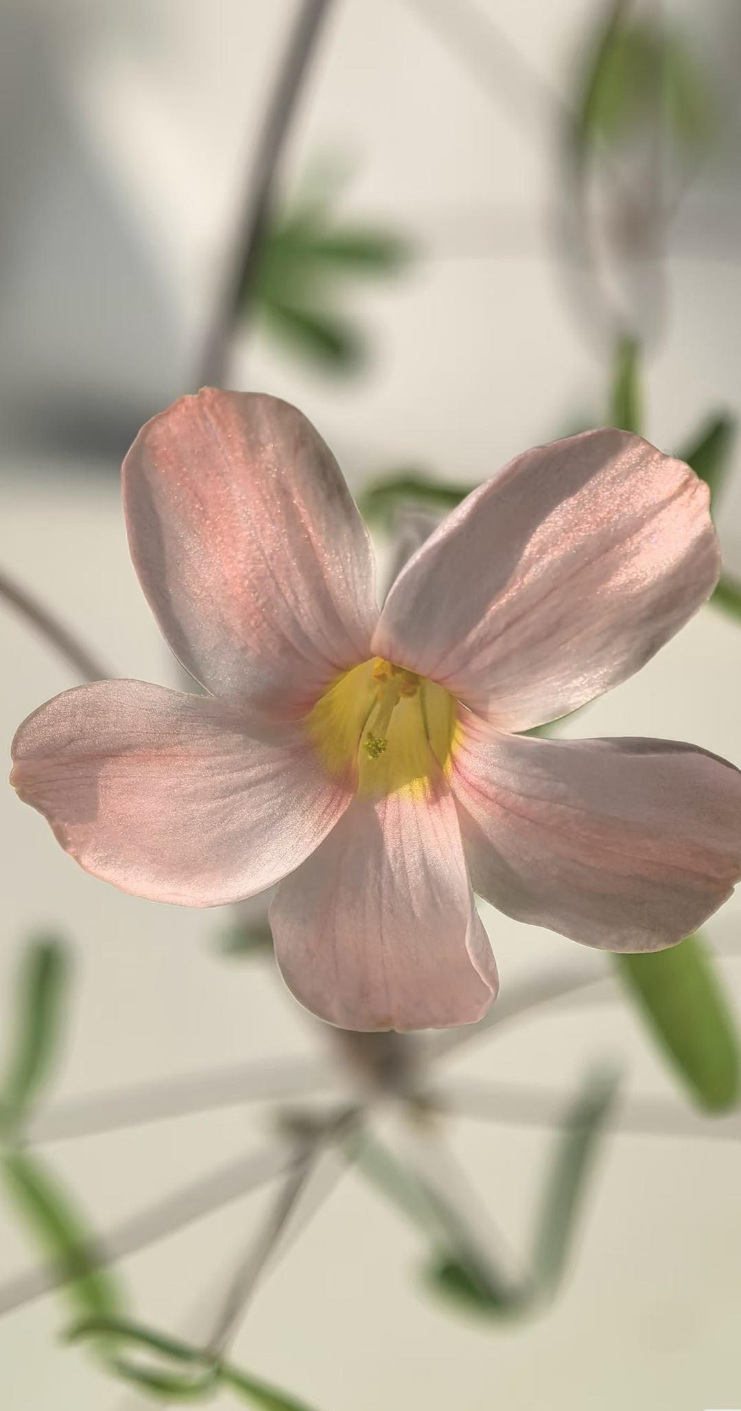 泡泡芙芙历险记